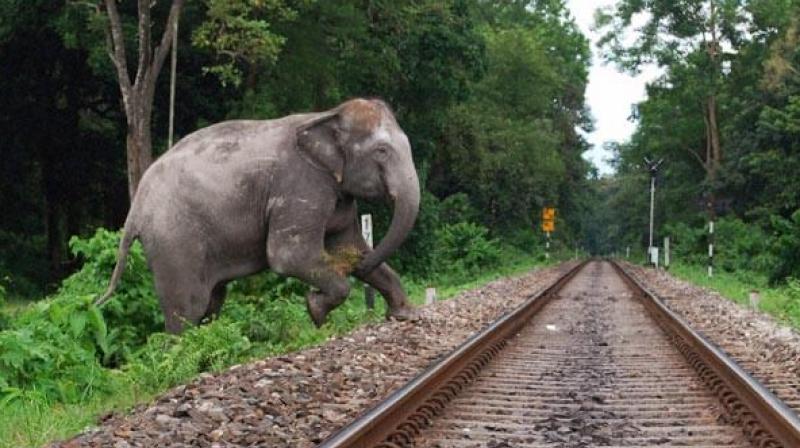 Inde: le son des abeilles pour éloigner les éléphants des rails